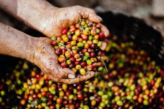 Why Specialty Coffee?